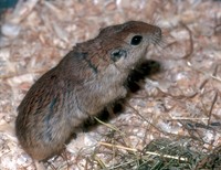 Psammomys obesus - Fat Sand Rat