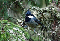 Image of: Parus rubidiventris (rufous-vented tit)