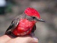 Image of: Pyrocephalus rubinus (vermilion flycatcher)