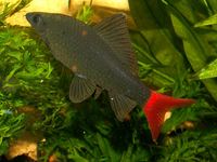 Epalzeorhynchos bicolor - Red Tailed Shark