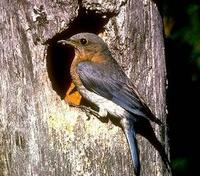 Image of: Sialia sialis (eastern bluebird)