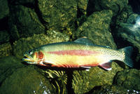 Image of: Oncorhynchus mykiss aguabonita (California golden trout)