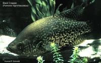 Image of: Pomoxis nigromaculatus (black crappie)