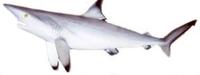 Image of: Carcharhinus limbatus (blacktip shark)
