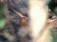 Ferruginous Partridge - Caloperdix oculeus