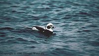 Long-tailed Duck - Clangula hyemalis