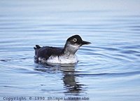 Spectacled Guillemot - Cepphus carbo