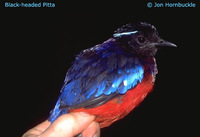 Black-and-crimson Pitta - Pitta ussheri