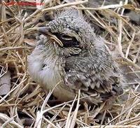 Oriental Skylark - Alauda gulgula