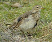Buff-bellied Pipit - Anthus rubescens