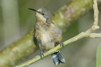 Eastern Spinebill