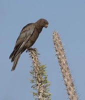 Lesser Vasa Parrot (Coracopsis nigra) photo