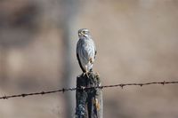 Spot-winged Falconet - Spiziapteryx circumcinctus