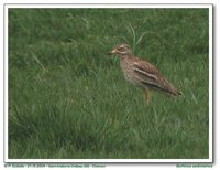 Eurasian Thick-knee - Burhinus oedicnemus