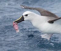 Atlantic Yellow-nosed Albatross (Thalassarche chlororhynchos) photo