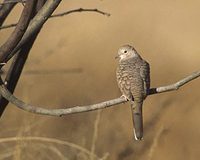 Inca Dove (Columbina inca) photo