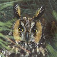 Long-eared Owl (Asio otus) photo