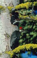 Pileated Woodpecker (Dryocopus pileatus) photo