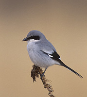 Loggerhead Shrike (Lanius ludovicianus) photo