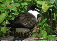 Bridled Tern - Sterna anaethetus