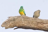 Red-rumped Parrot - Psephotus haematonotus