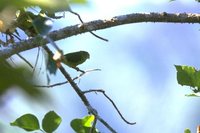 Amazonian Parrotlet - Nannopsittaca dachilleae