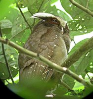 Crested Owl - Lophostrix cristata