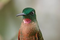 Fawn-breasted Brilliant - Heliodoxa rubinoides