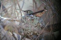 Broad-tailed Hummingbird - Selasphorus platycercus