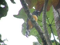 Black-headed Trogon - Trogon melanocephalus