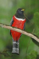 Collared Trogon - Trogon collaris