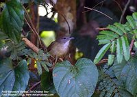 Puff-throated Bulbul - Alophoixus pallidus