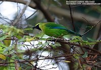 Blue-winged Leafbird - Chloropsis cochinchinensis