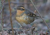 Varied Thrush - Ixoreus naevius