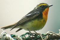 Narcissus Flycatcher - Ficedula narcissina