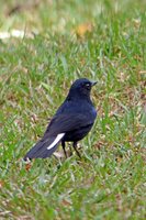 White-tailed Robin - Cinclidium leucurum