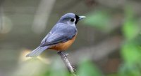 Black-faced Monarch - Monarcha melanopsis