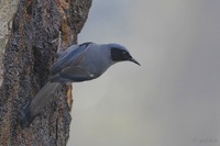 Beautiful Sibia - Heterophasia pulchella