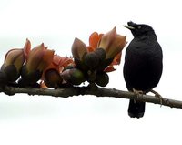 Crested Myna - Acridotheres cristatellus