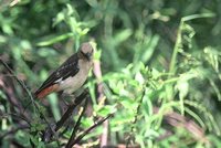 White-headed Buffalo-Weaver - Dinemellia dinemelli