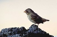 Small Ground-Finch - Geospiza fuliginosa