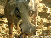 这张拍摄于埃及的保护区，荒漠疣猪远比普通疣猪珍稀得多，现在也只是在几个保护区里得以延续自己的种群 -
