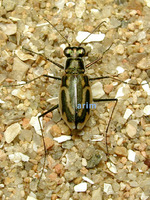 닻무늬길앞잡이 - Abroscelis anchoralis punctatissima