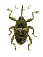 Curculio distinguendus - 검정밤바구미