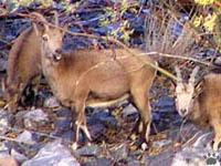 Siberian ibex (Capra sibirica) herd