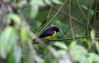 Tawny-capped Euphonia