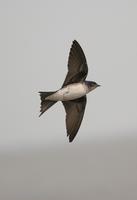 *NEW* Grey-breasted Martin