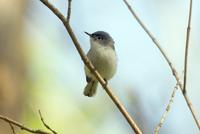 Blue-gray Gnatcatcher male (2) at Radnor Lake.jpg