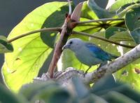 Blue-gray Tanager