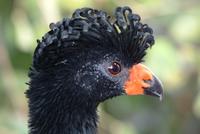 Wattled Currasow (female)